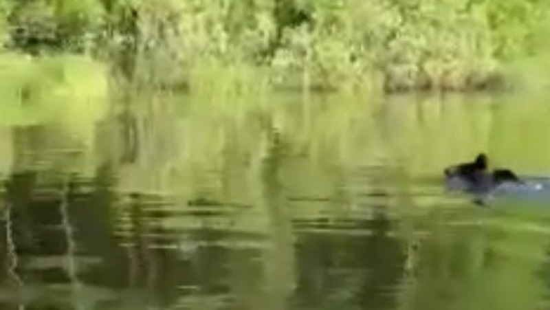 Плывущего в реке медведя заметили под Петербургом