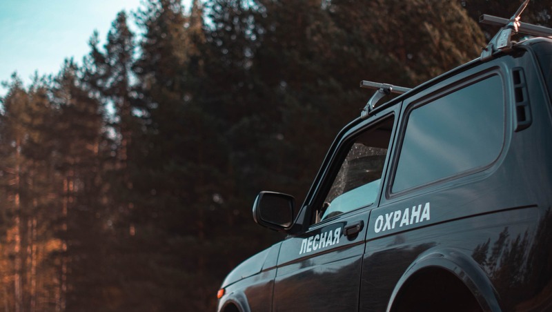 Более 3 тыс. га лесов обследовали в 2025 году в Нижегородской области