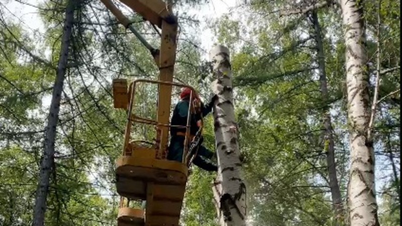 В парке «Победы» в Уфе спиливают опасные деревья