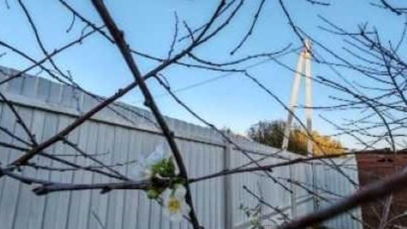 В Омске зацвела вишня в конце сентября