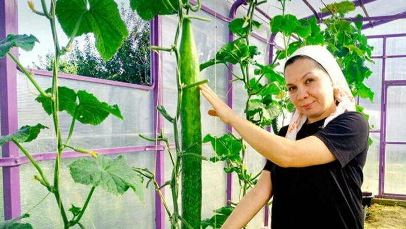 Выращенный в РТ самый длинный огурец внесен в Реестр рекордов России