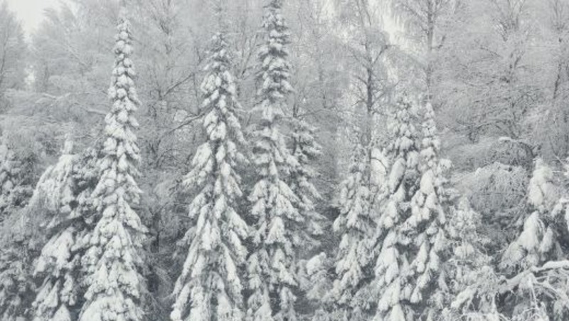 Сезон заготовки новогодних хвойных деревьев стартует 16 декабря в Свердловской области