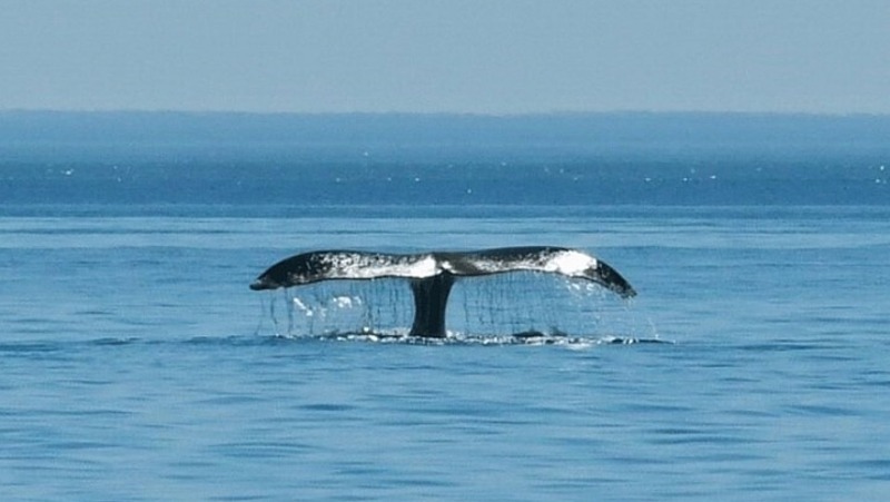 Изучены новые особи исчезающих гренландских китов в Охотском море