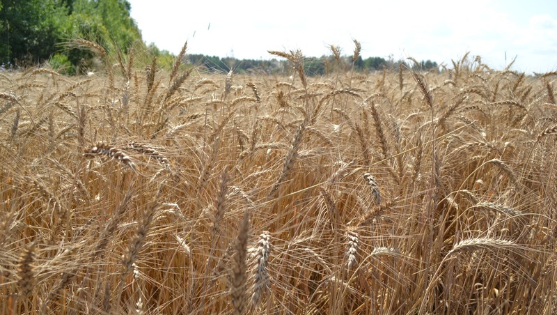 Никитин: Около 4% составил рост подотраслей сельского хозяйства в 2025 году в регионе