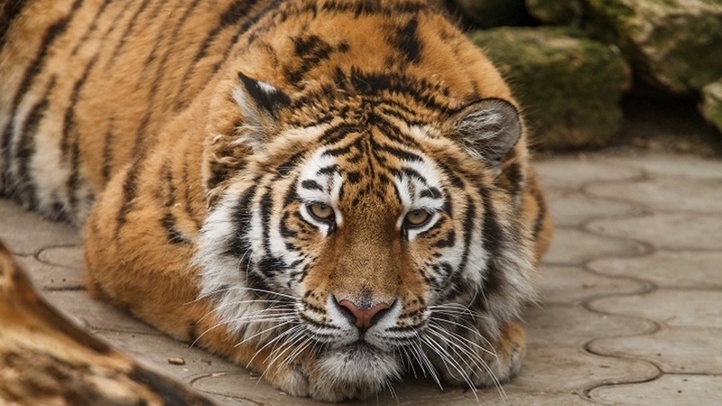 В Хабаровском крае завершилось обучение по реинтродукции амурского тигра