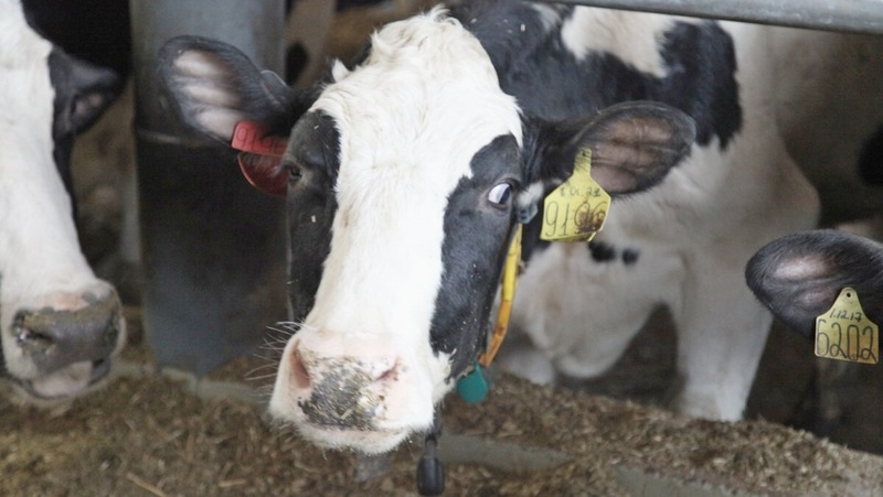 Более 365 млн руб. направят на поддержку фермерских хозяйств в 2026 году в Нижегородской области