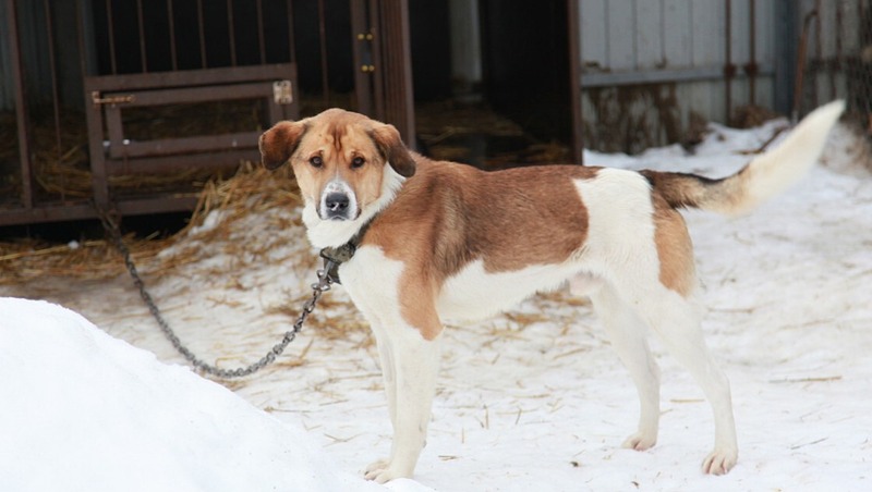 Более 23 тыс. домашних собак зарегистрировали в Нижегородской области
