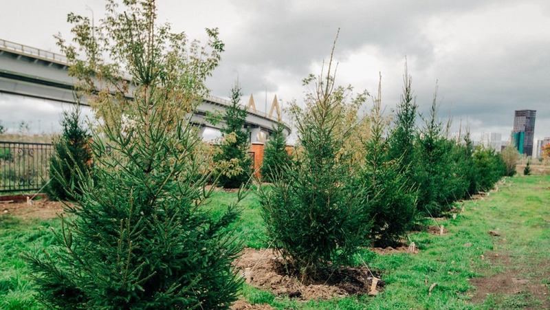 Около 200 деревьев высадили под мостом Миллениум в Казани