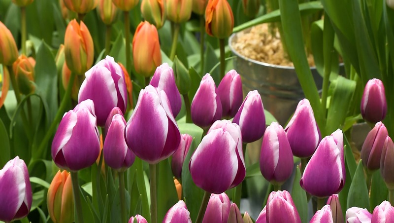 Более 125 тыс. луковичных цветов высадили за неделю в Петербурге