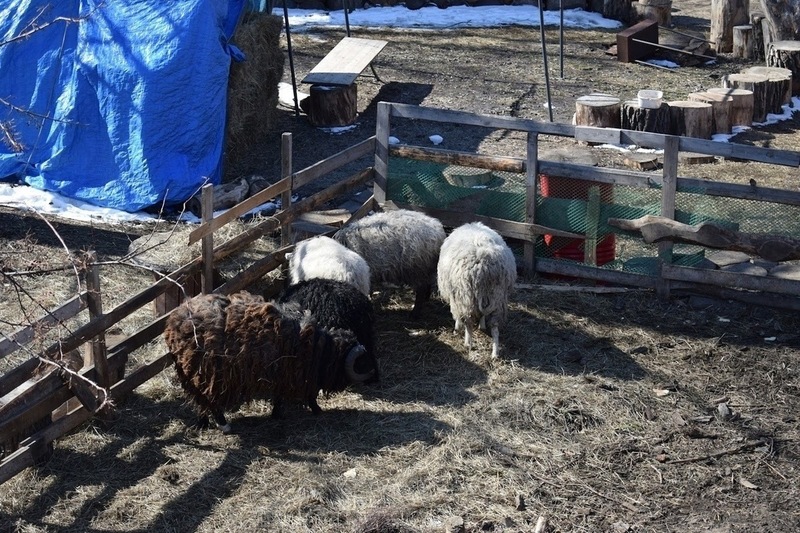 На ферме под Омском огонь унёс жизни десятков животных