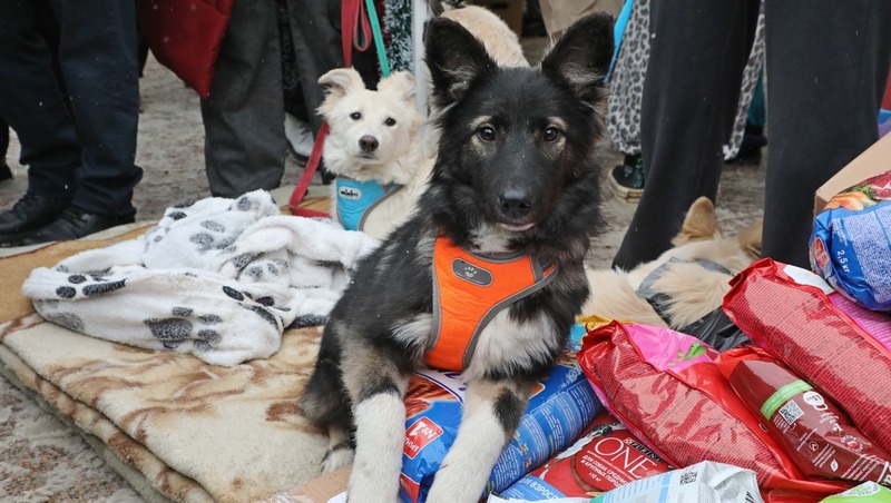 Благотворительная акция помощи бездомным животным состоится в Уфе 28 марта