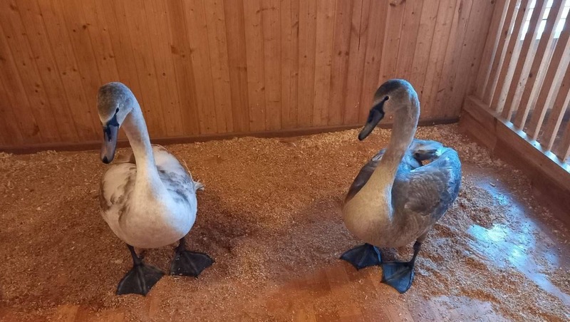 2 новых лебедя поселились в парке 50-летия Октября в Самаре