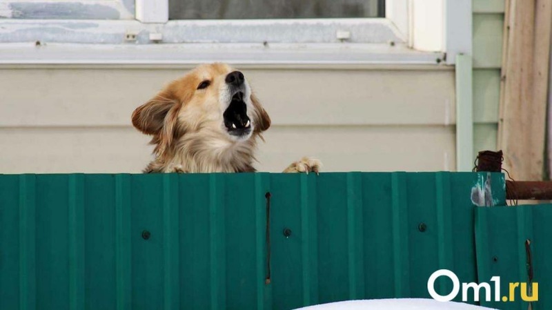 В Омской области вынесли приговор мужчине, застрелившему соседскую собаку