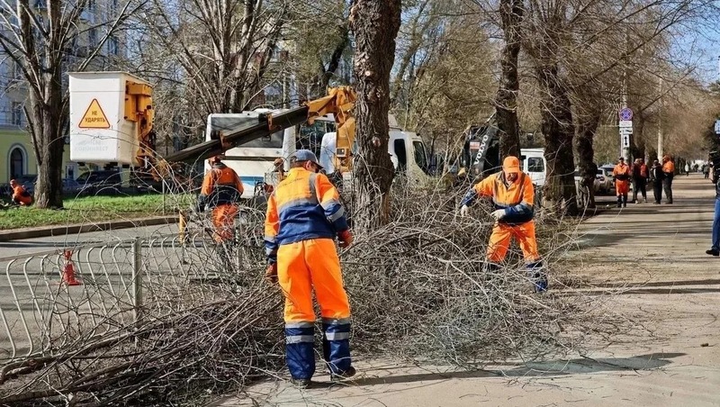 Около 800 деревьев высадят в апреле в Самаре