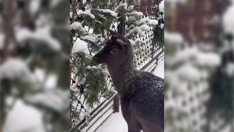 Чёрная лань Боба стал новым обитателем Ленинградского зоопарка