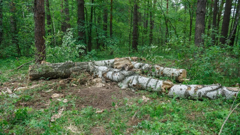 Лесники Татарстана провели санитарную рубку и уборку лесов