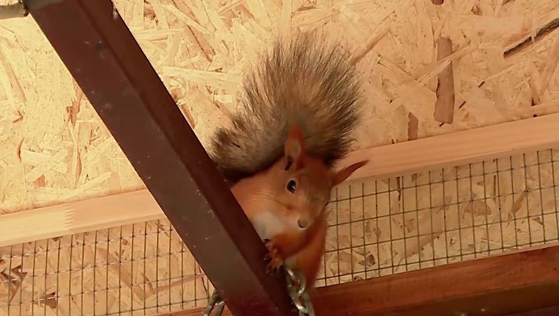 Вольер для белок построили в парке «Гренада» в Челнах