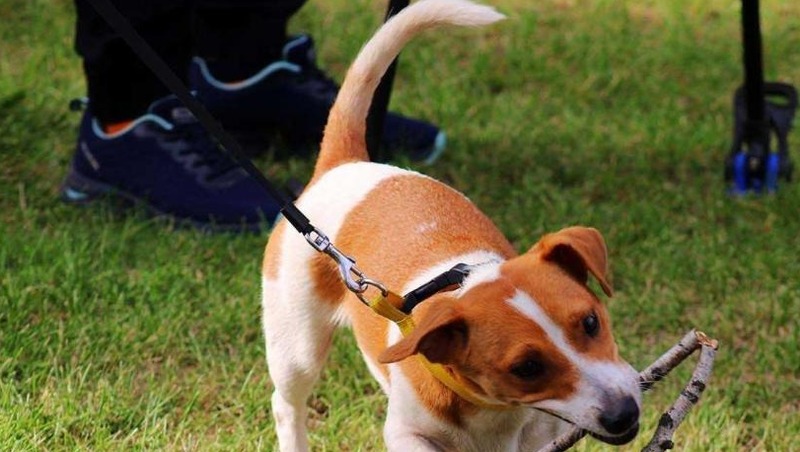 Омский парк 30-летия ВЛКСМ обработают от клещей