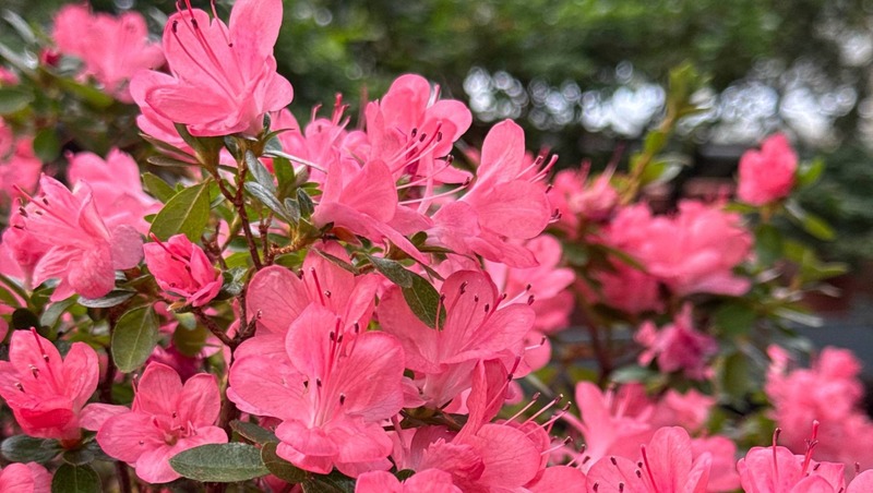 Азалии распустились в Ботаническом саду Петербурга