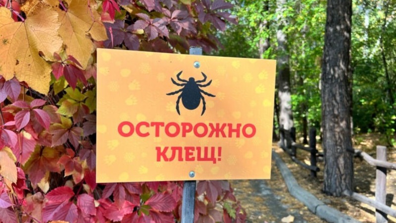В Омской области клещи покусали уже почти тысячу человек