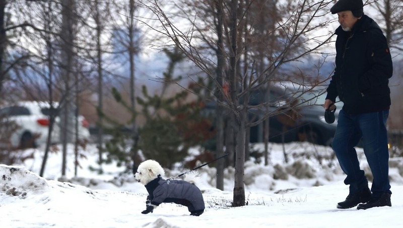 ГОСТ на собачьи площадки утвердили в России