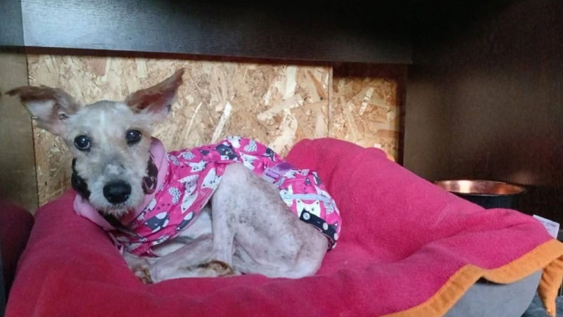 В Гатчине зоозащитница уехала в отпуск и оставила 28 собак без еды и воды