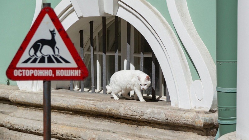В Эрмитаже 31 мая отметят День Эрмитажного кота