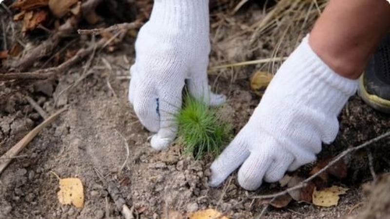 Более 187 тыс. саженцев деревьев высадили в Свердловской области этой осенью