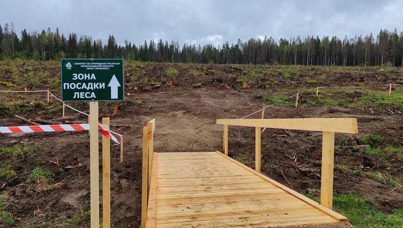 Ленобласть выполнила годовой план по высадке леса