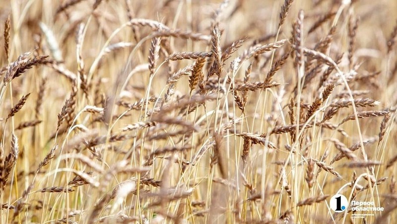 Южноуральским аграриям предложили продавать твердую пшеницу в Турцию и Тунис