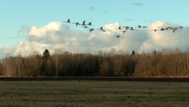 Около 500 лебедей-кликунов остановились на отдых в Волосовском районе Ленобласти