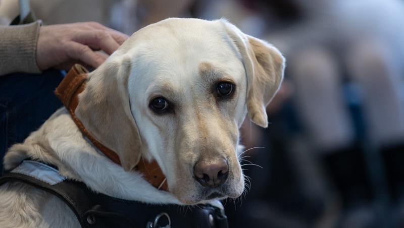Фестиваль для помощи бездомным животным состоится в «Севкабель Порту» в Петербурге