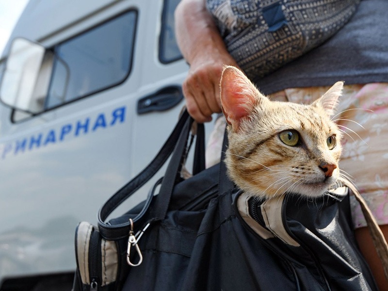 В Казани организуют бесплатную вакцинацию собак и кошек от бешенства