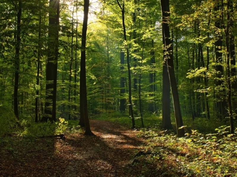 Около 5 тыс. гектаров леса восстановили за год в Омской области 