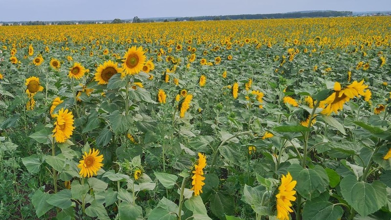 Рекордный урожай масличных культур планируют собрать аграрии Челябинской области