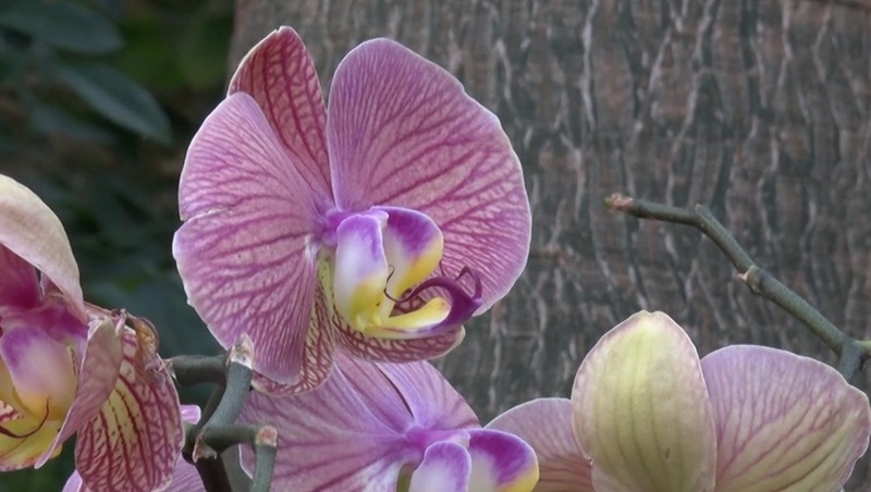 Фестиваль орхидей открылся в зимнем саду дендропарка Екатеринбурга