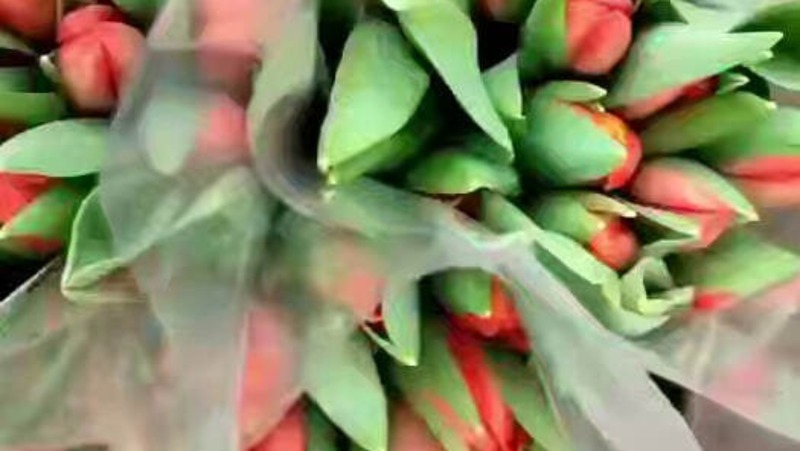 1 млн тюльпанов вырастили к 8 Марта в тепличных комплексах Ленобласти