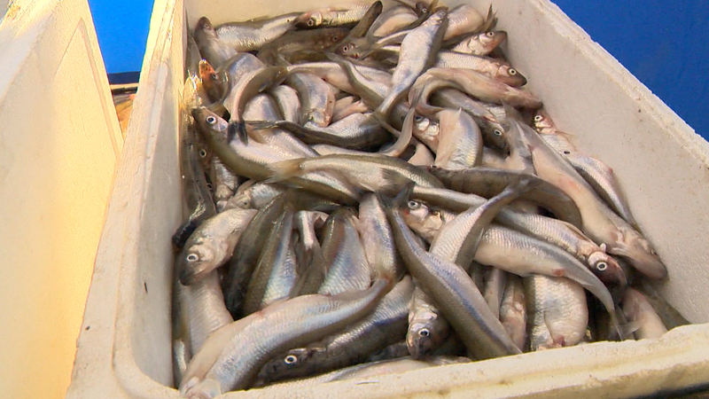 Более 2 тыс. тонн корюшки выловят из Финского залива и Ладожского озера в 2026 году