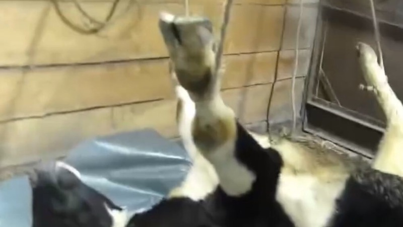 Педагог осужден за попытку жертвоприношения и выращивание запрещенных растений в Магадане