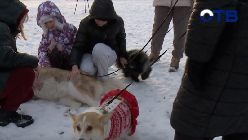 Площадка для выгула собак площадью около 1 тыс. кв. м открылась в Екатеринбурге