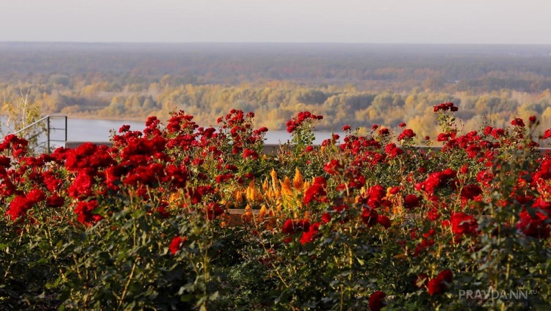 Более 21 тыс. кв. м цветников высадят в 2026 году в Нижнем Новгороде