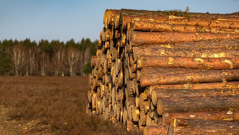 28 тыс. кубометров леса экспортировали из Свердловской области в январе