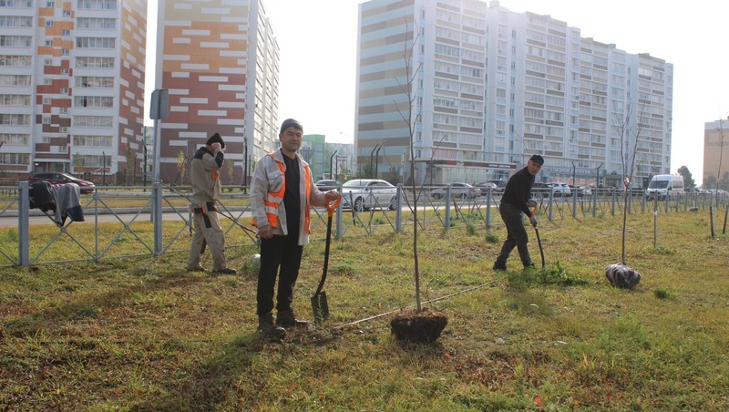 Более 1,1 тыс. деревьев и кустарников высадят осенью в Елабуге
