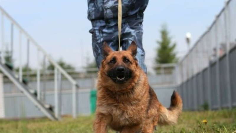 Полицейский пёс Зерд раскрыл преступление за две минуты