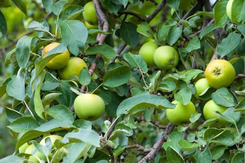 Фестиваль «Яблочный спас» состоится в Коркино в эти выходные