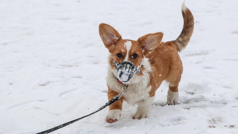Серию бесплатных занятий для собак проведут в парках Казани
