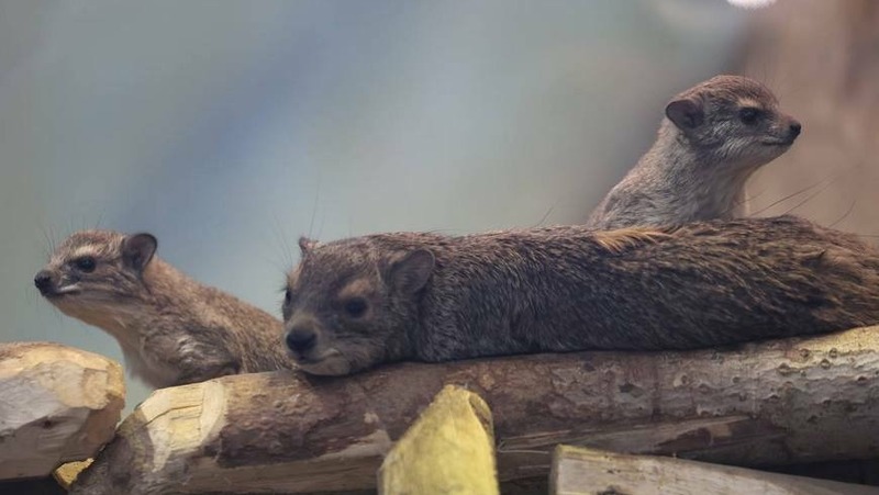 Четыре малыша дамана Брюса появилось на свет в Казанском зооботсаду