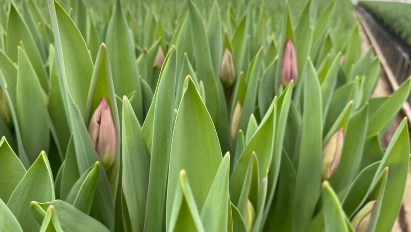3 млн цветов вырастят в новых теплицах Казани к весне