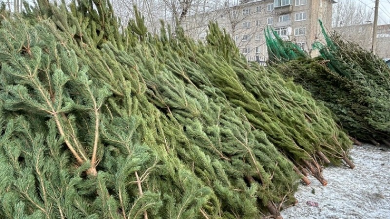  Омске организованы 74 официальные точки продажи новогодних елей