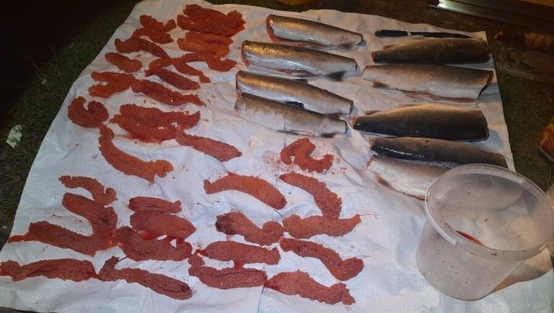 До пяти лет тюрьмы грозит магаданским браконьерам за незаконный вылов горбуши